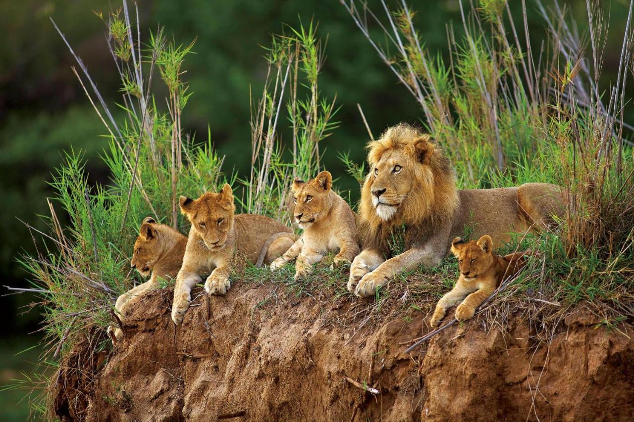 فيلا Kapama Karula Kapama Game Reserve المظهر الخارجي الصورة