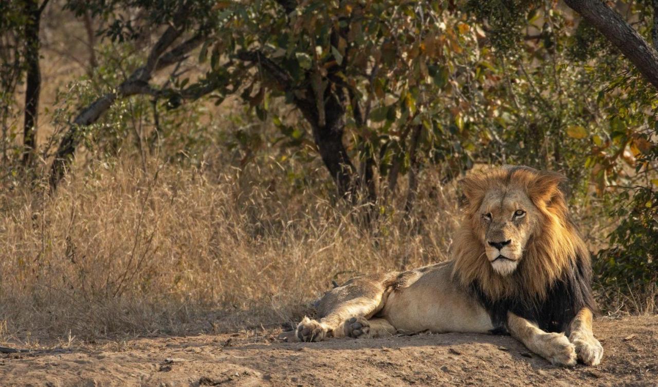 فيلا Kapama Karula Kapama Game Reserve المظهر الخارجي الصورة