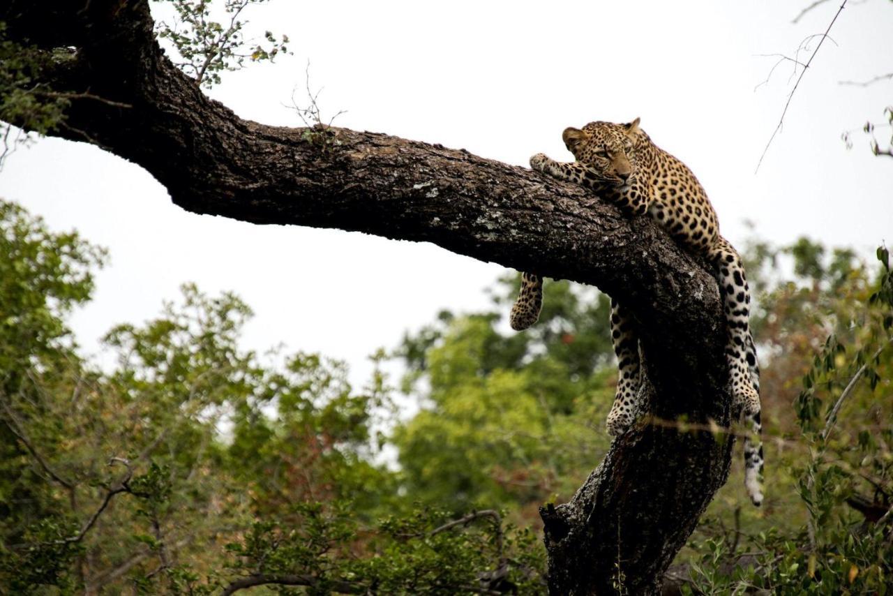 فيلا Kapama Karula Kapama Game Reserve المظهر الخارجي الصورة